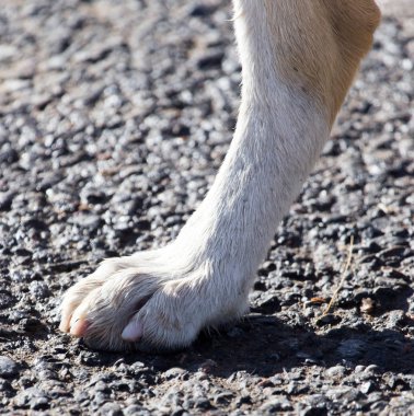 köpek pençeleri yere