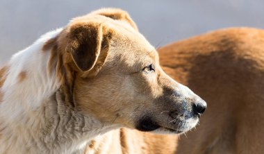 insan köpeklere bile niteliğine