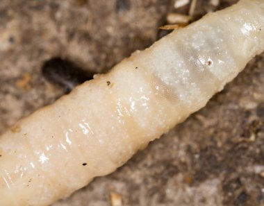 Beyaz doğada larvalar. makro