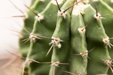 ev kaktüs. Makro