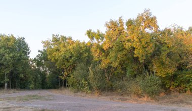 parkta şafakta ağaçlar