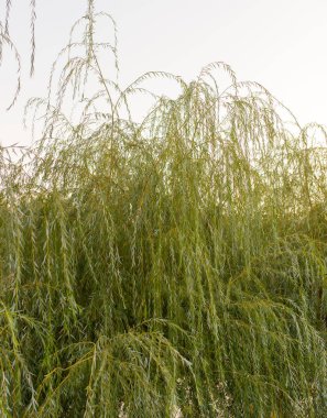 Söğüt yaprağı doğada