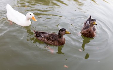 doğada bir havuzda ördekler