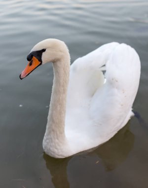 doğada bir havuzda iki kuğu