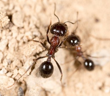 karınca doğada. Makro