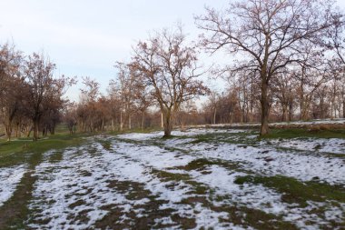 ağaçlar erken Bahar doğa