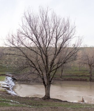 ağaçlar erken Bahar doğa