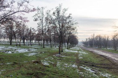 ağaçlar erken Bahar doğa