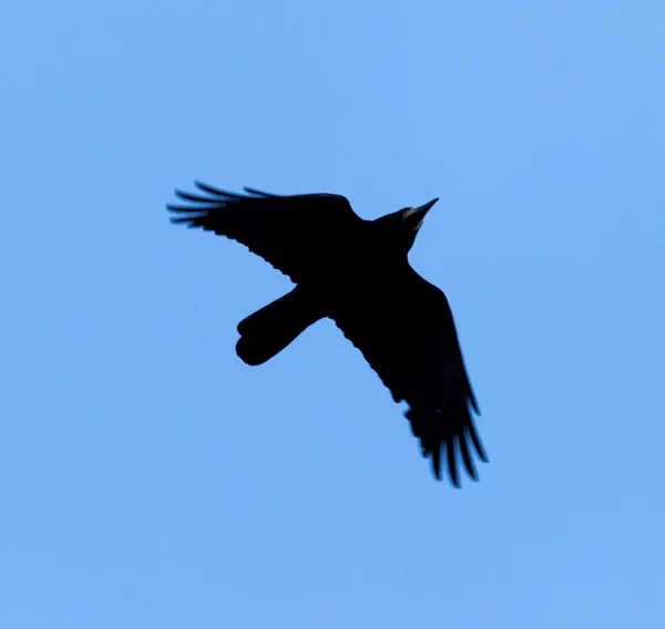 Kråka på en bakgrund av blå himmel — Stockfoto