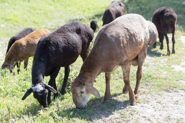 Schafe auf der Weide in der Natur — Stockfoto