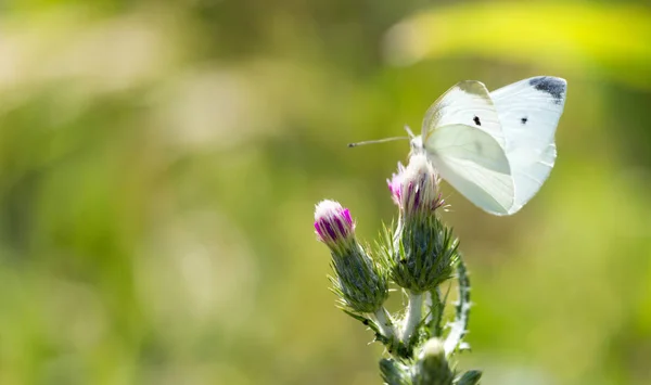 自然に白い蝶 — ストック写真