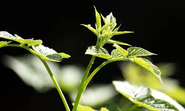 Green raspberry leaves in nature — Stock Photo, Image