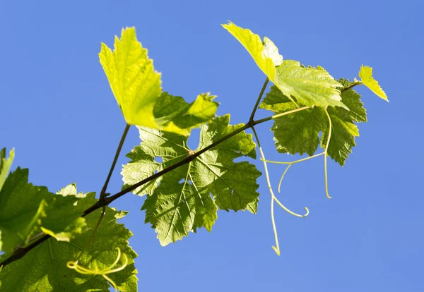 Uvas en primavera en la naturaleza —  Fotos de Stock