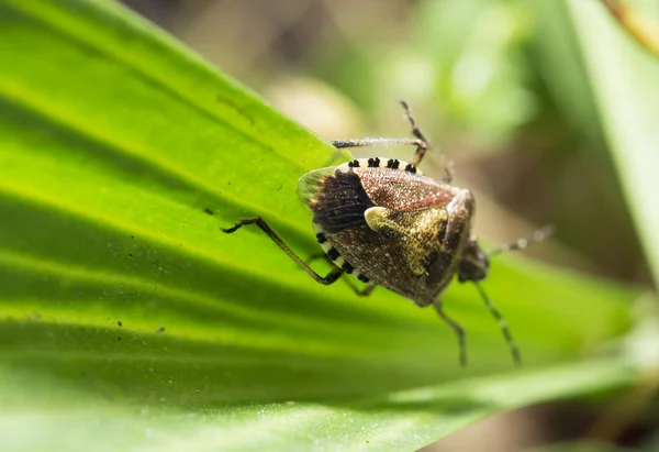 Käfer Stinktier in der Natur. Makro — Stockfoto