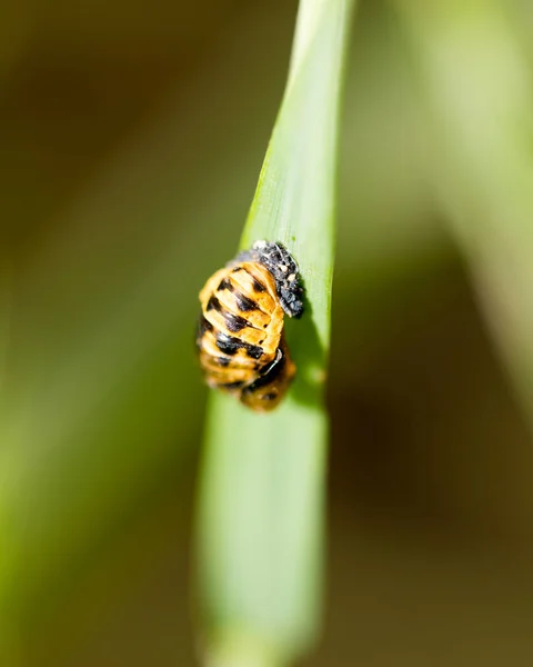 Beetle on nature. macro — Stock Photo, Image