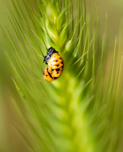 Beetle on nature. macro — Stock Photo, Image