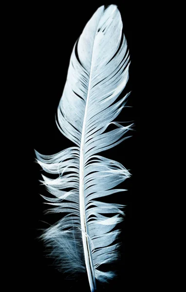 Blue feather on a black background — Stock Photo, Image