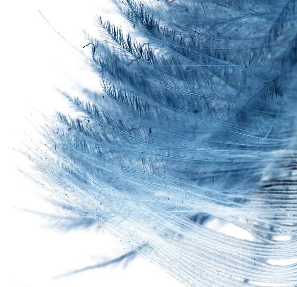 Blue feather on a white background — Stock Photo, Image