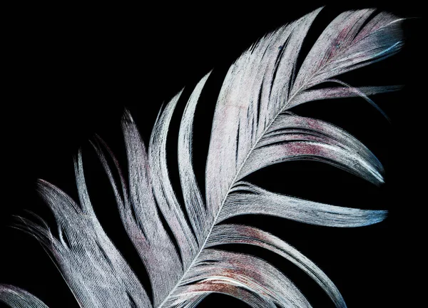 黒い背景の羽 — ストック写真