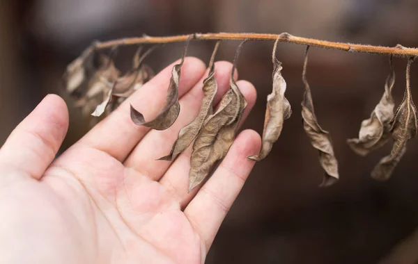 Dry leaves in hand on nature — Stock Photo, Image