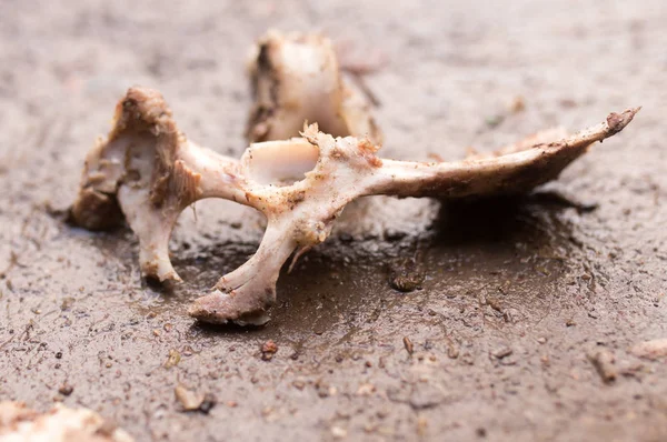 Bones on the ground — Stock Photo, Image