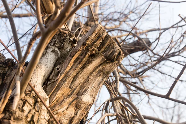 Kale takken van een oude boom in de natuur — Stockfoto