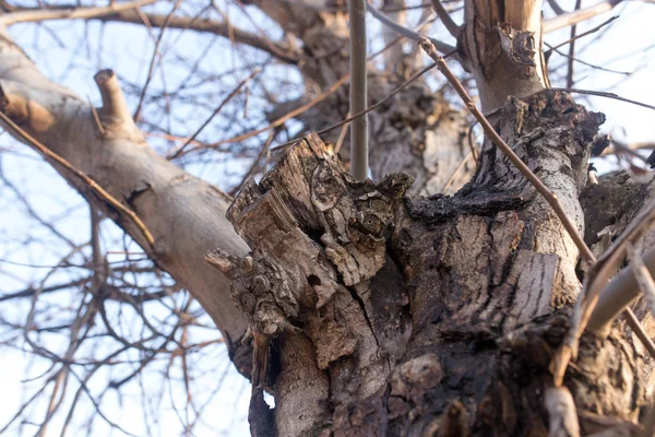 Branches nues d'un vieil arbre dans la nature — Photo