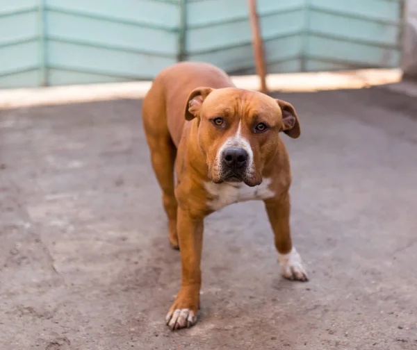 Pit bull dog — Stock Photo, Image