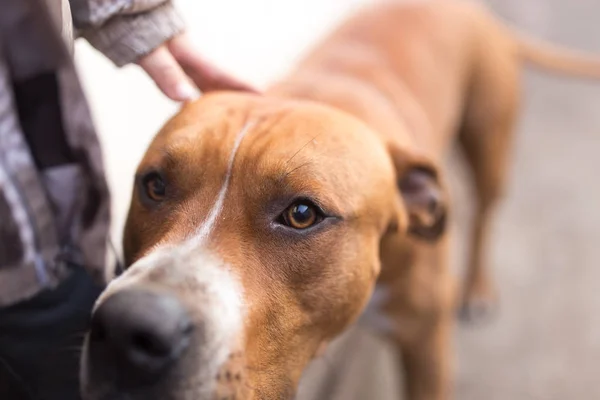 Perro es un pit bull con una mano — Foto de Stock