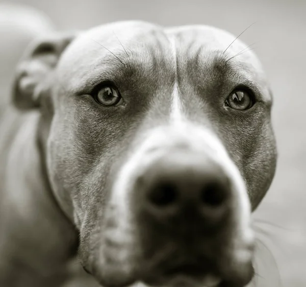 Portrait of a pit bull dog — Stock Photo, Image