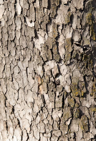 Tree bark as a background — Stock Photo, Image