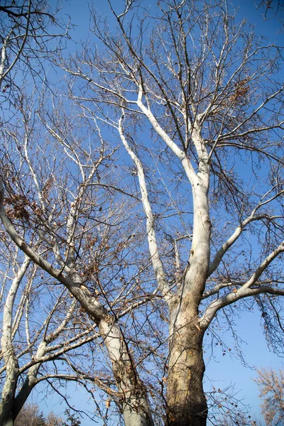 Branches d'arbres sans feuilles contre le ciel bleu — Photo