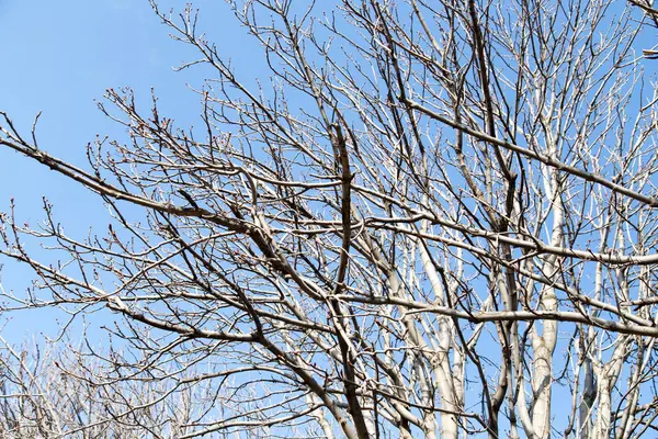 Branches d'arbres sans feuilles contre le ciel bleu — Photo