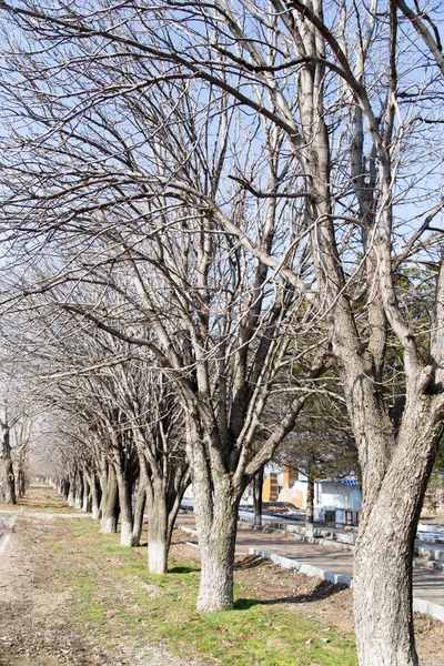Дерево в парке зимой — стоковое фото