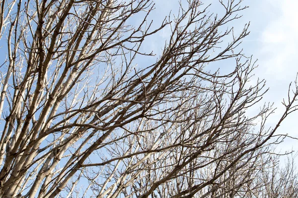 Ramos de árvores sem folhas contra o céu azul — Fotografia de Stock