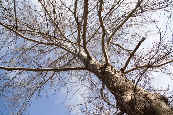 Blattlose Äste gegen den blauen Himmel — Stockfoto