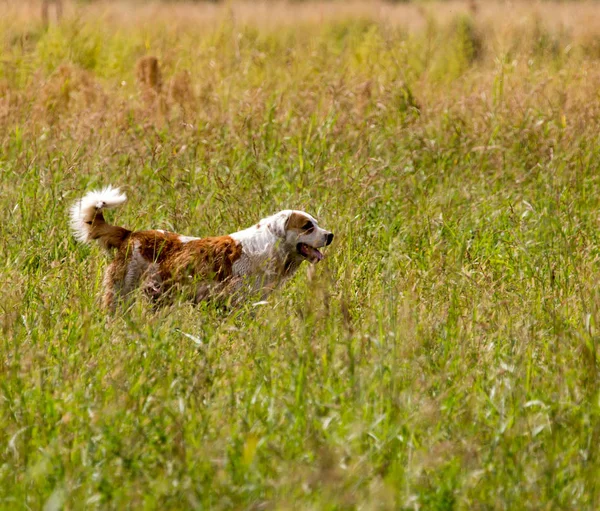 Cão correndo na grama ao ar livre — Fotografia de Stock