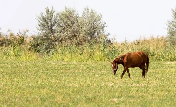 Koń na pastwisku w przyrodzie — Zdjęcie stockowe