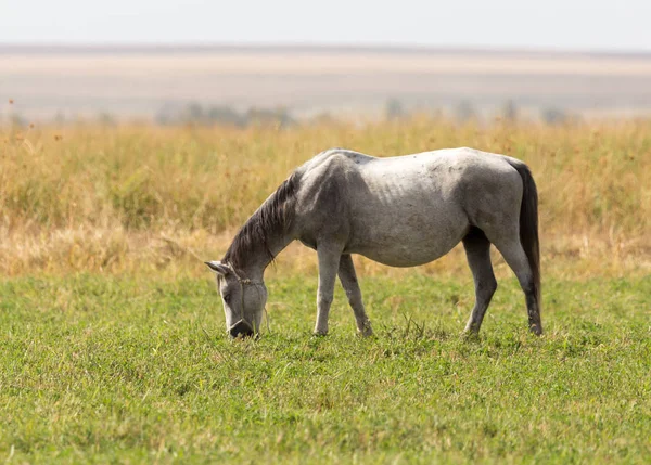 自然界の牧草地にいる馬は — ストック写真