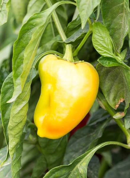 Paprika en el jardín al aire libre — Foto de Stock