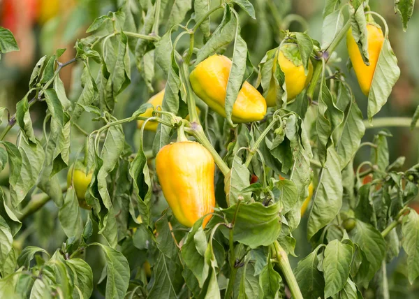 Paprika a kertben, szabadban — Stock Fotó