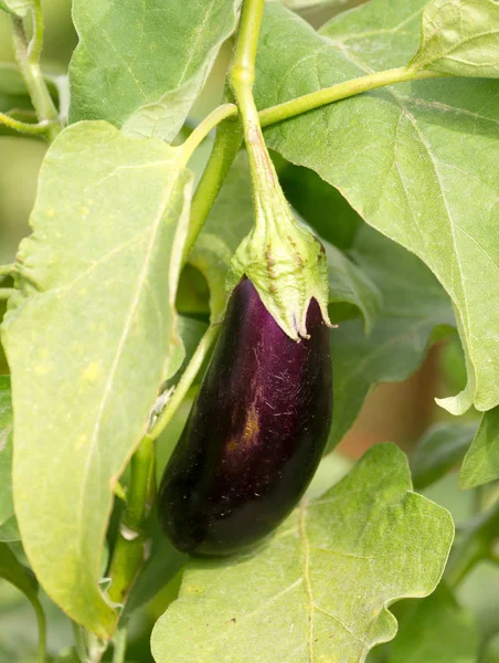 Aubergine dans le jardin — Photo