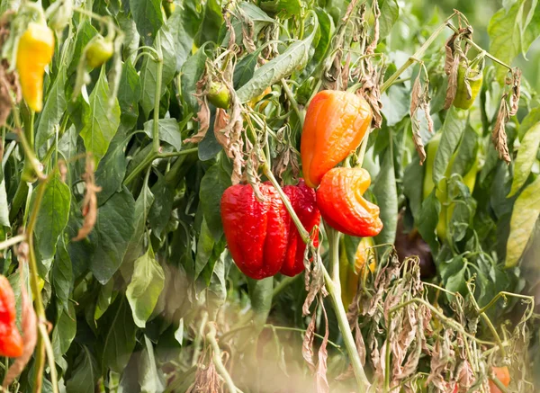 Paprica in giardino all'aperto — Foto Stock