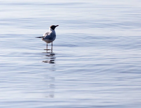 Gaivota no lago na natureza — Fotografia de Stock