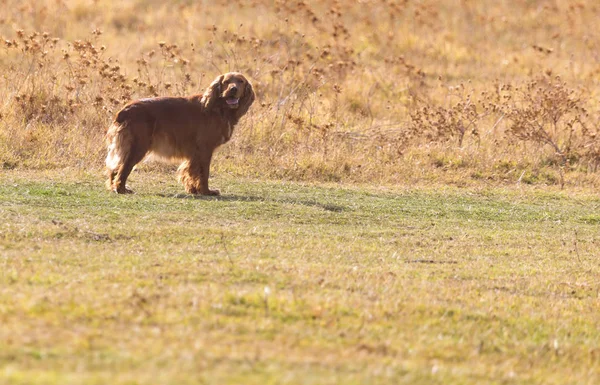 Рыжая собака на природе — стоковое фото