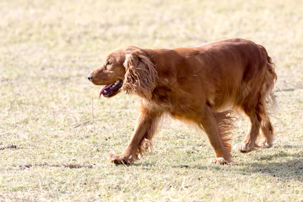 Cão vermelho na natureza — Fotografia de Stock