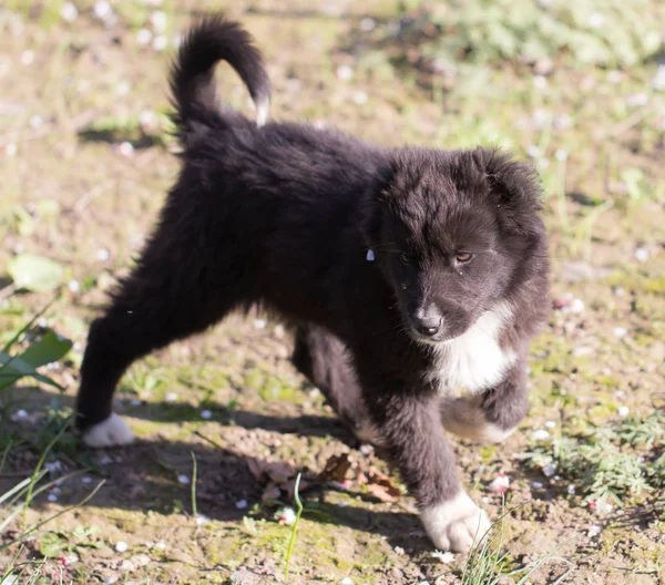 Portrait of a black puppy — Stock Photo, Image