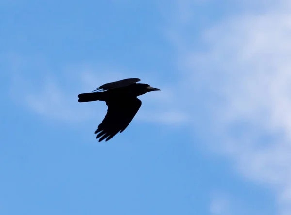 Corbeaux sur le fond du ciel avec des nuages — Photo