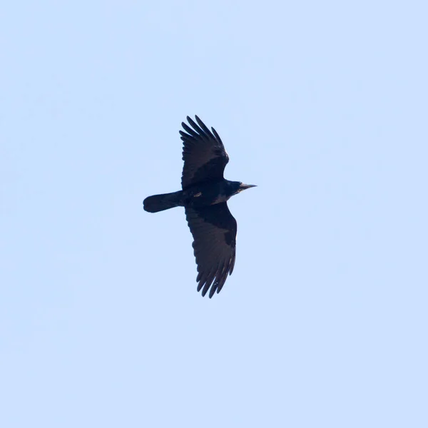 Zwarte kraai tijdens de vlucht — Stockfoto