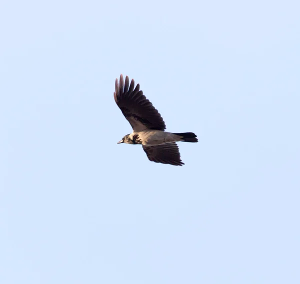 Corvo preto em voo — Fotografia de Stock